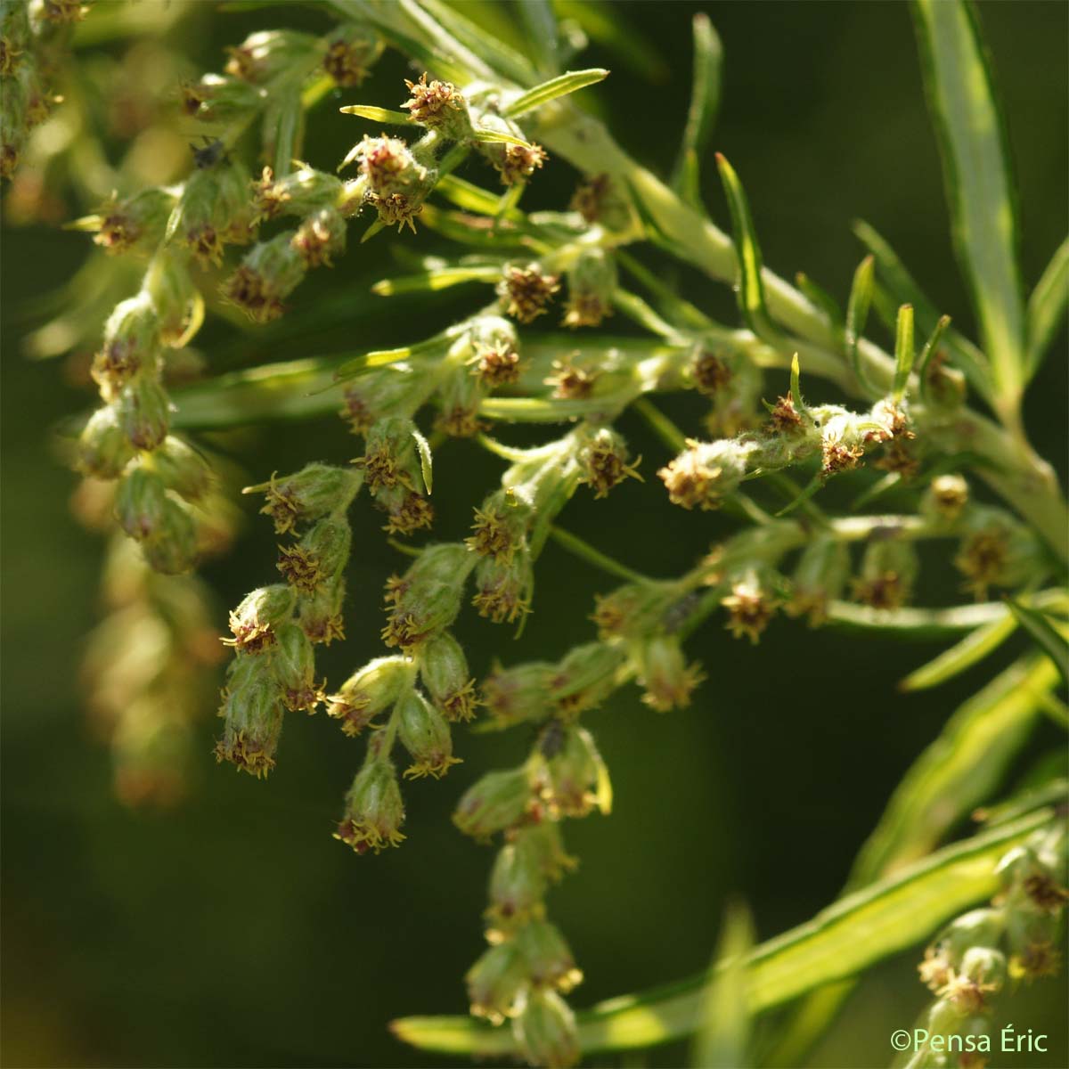 Armoise des frères Verlot - Artemisia verlotiorum