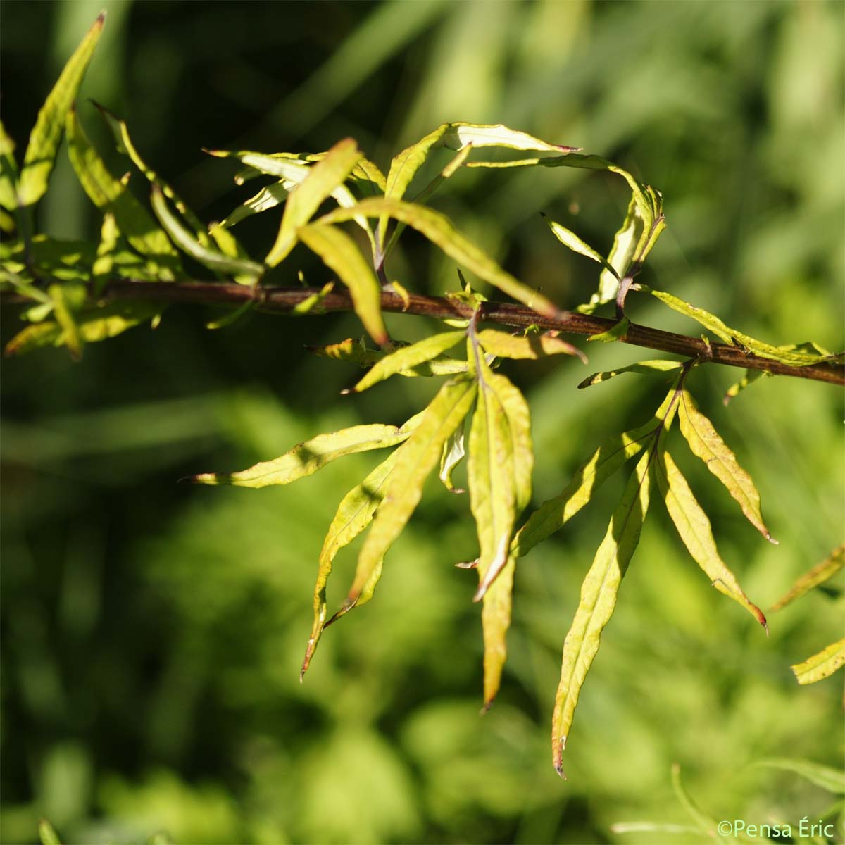 Armoise des frères Verlot - Artemisia verlotiorum