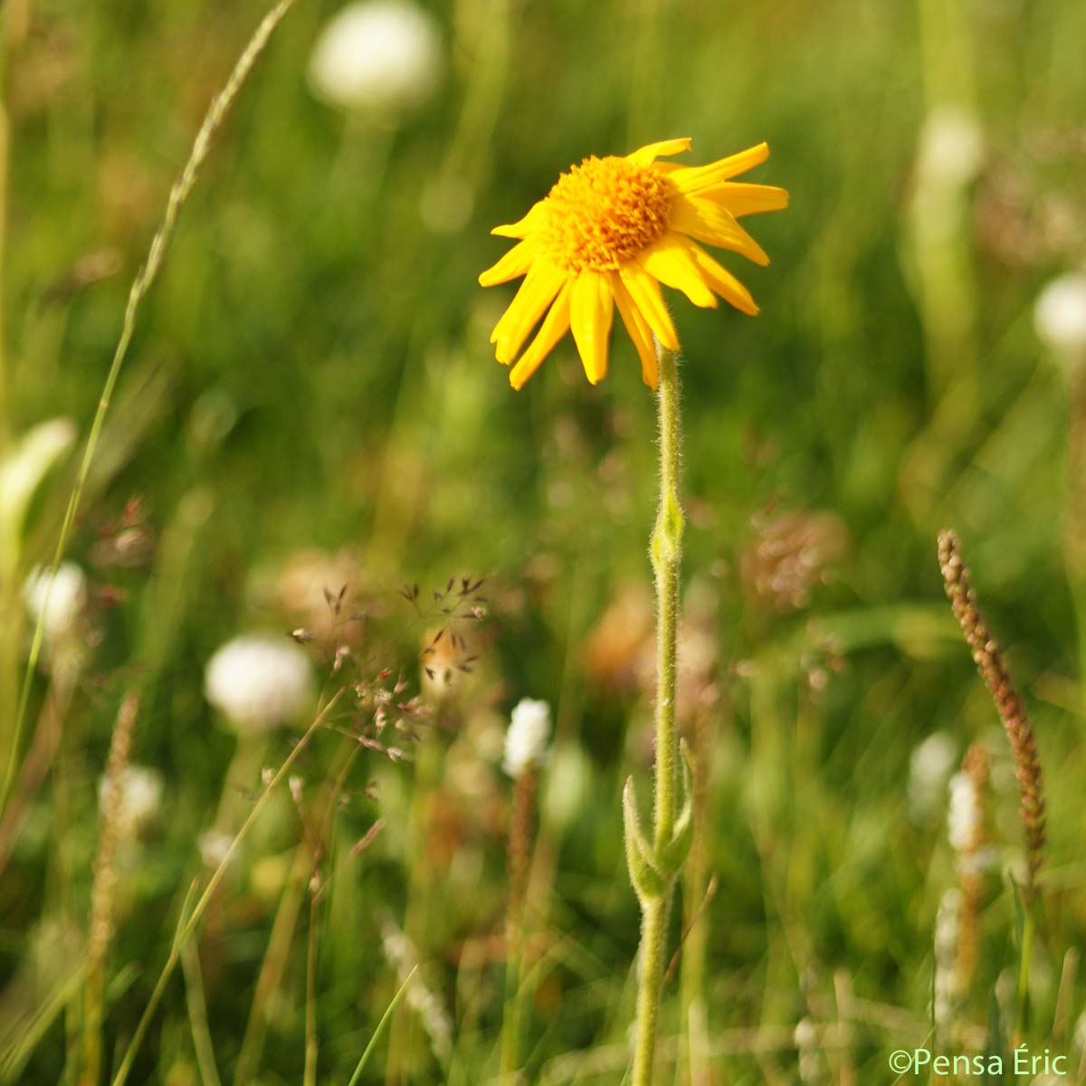 Arnica - Arnica montana