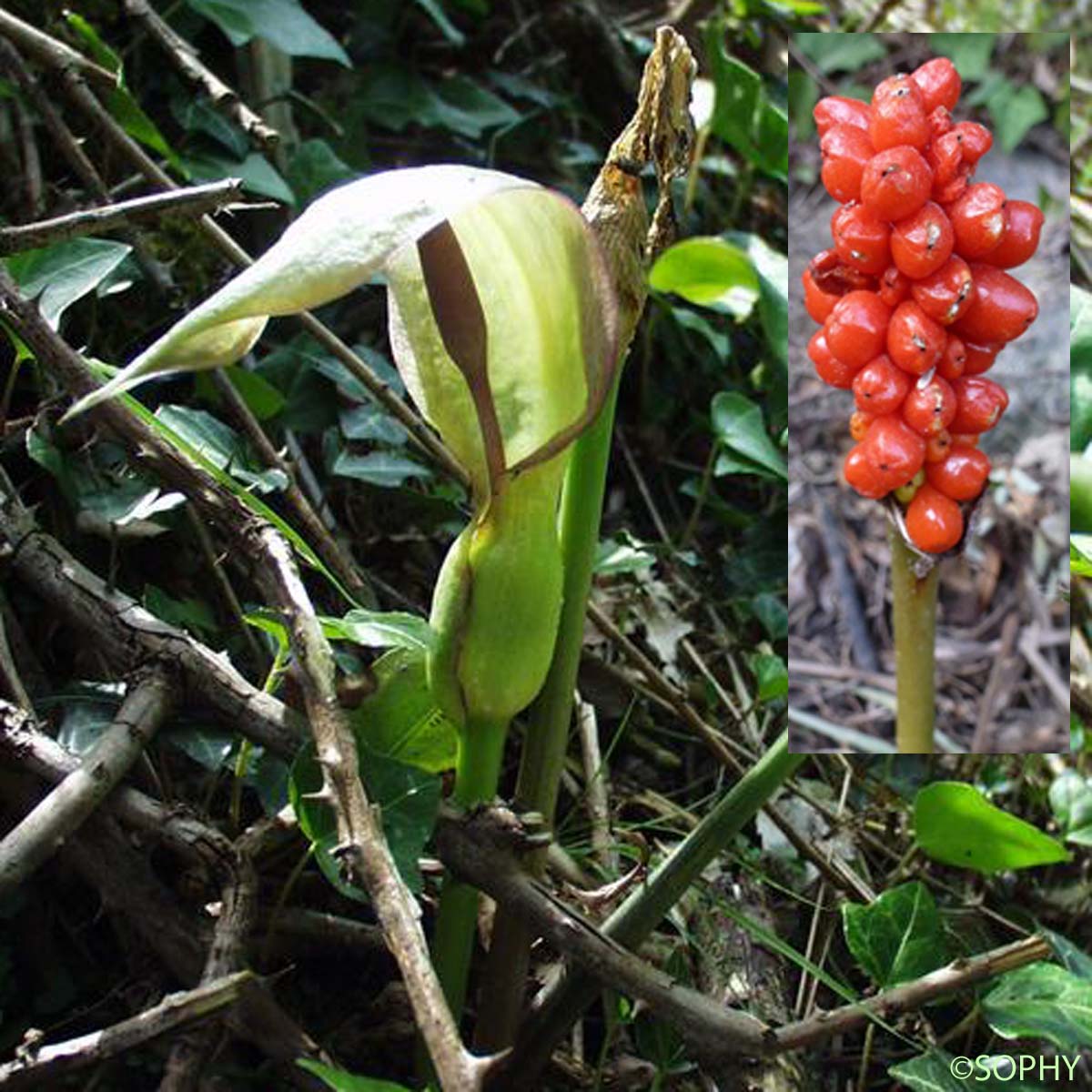 Arum tacheté - Arum maculatum