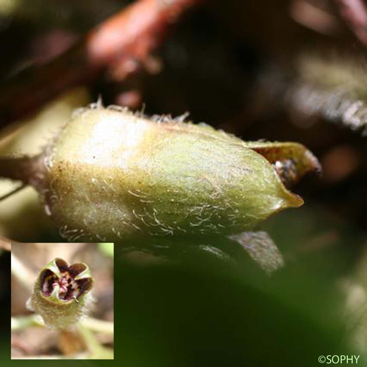 Asaret d'Europe - Asarum europaeum subsp. europaeum