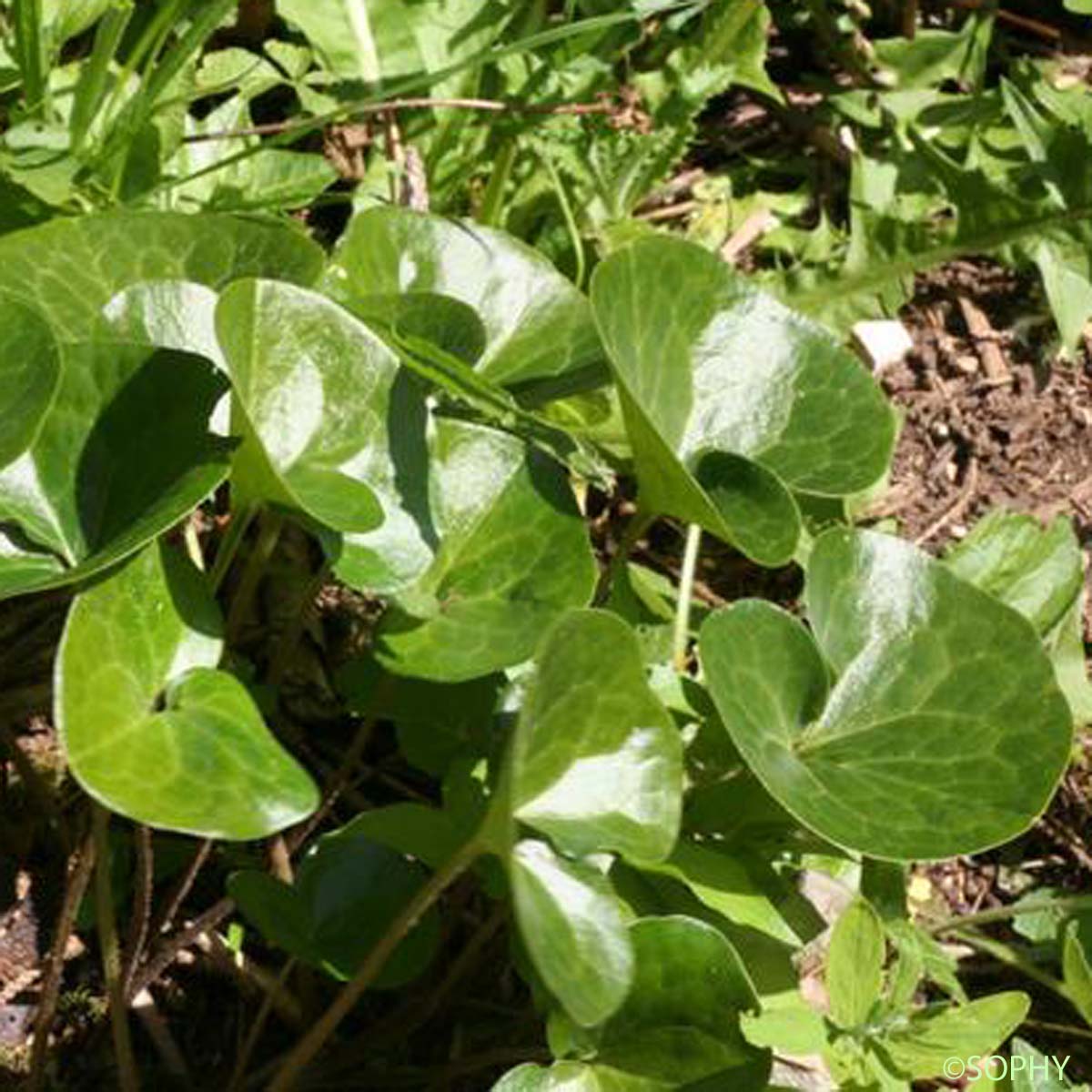 Asaret d'Europe - Asarum europaeum