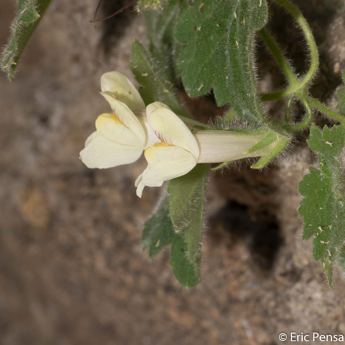 Asarine couchée - Asarina procumbens