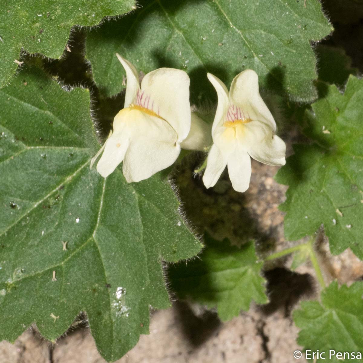 Asarine couchée - Asarina procumbens