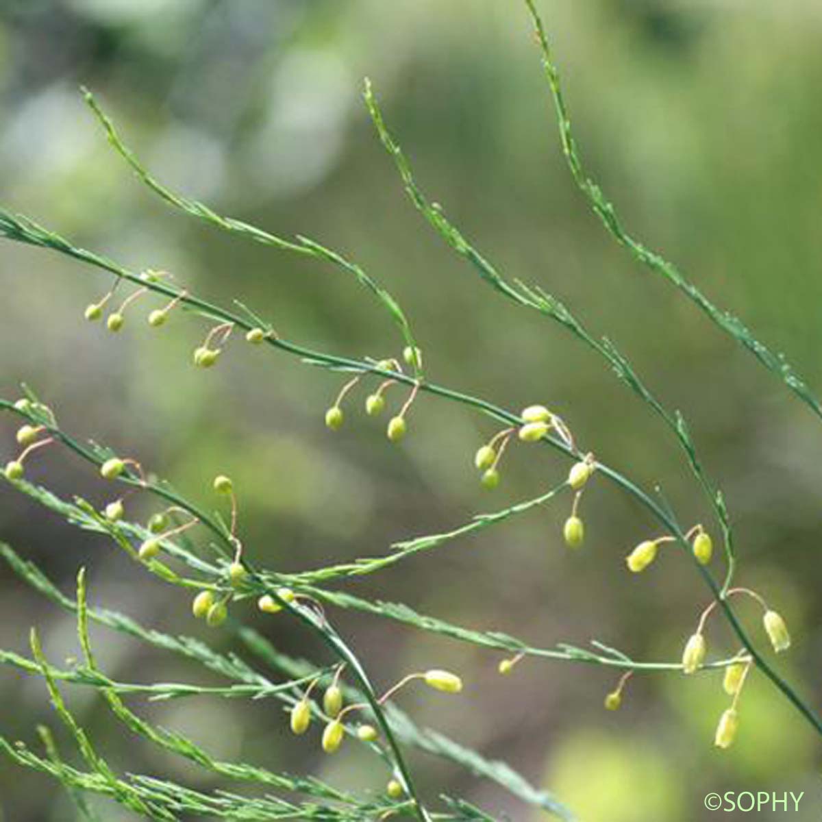Asperge officinale - Asparagus officinalis