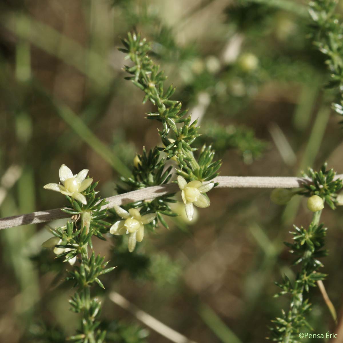 Asperge sauvage - Asparagus acutifolius