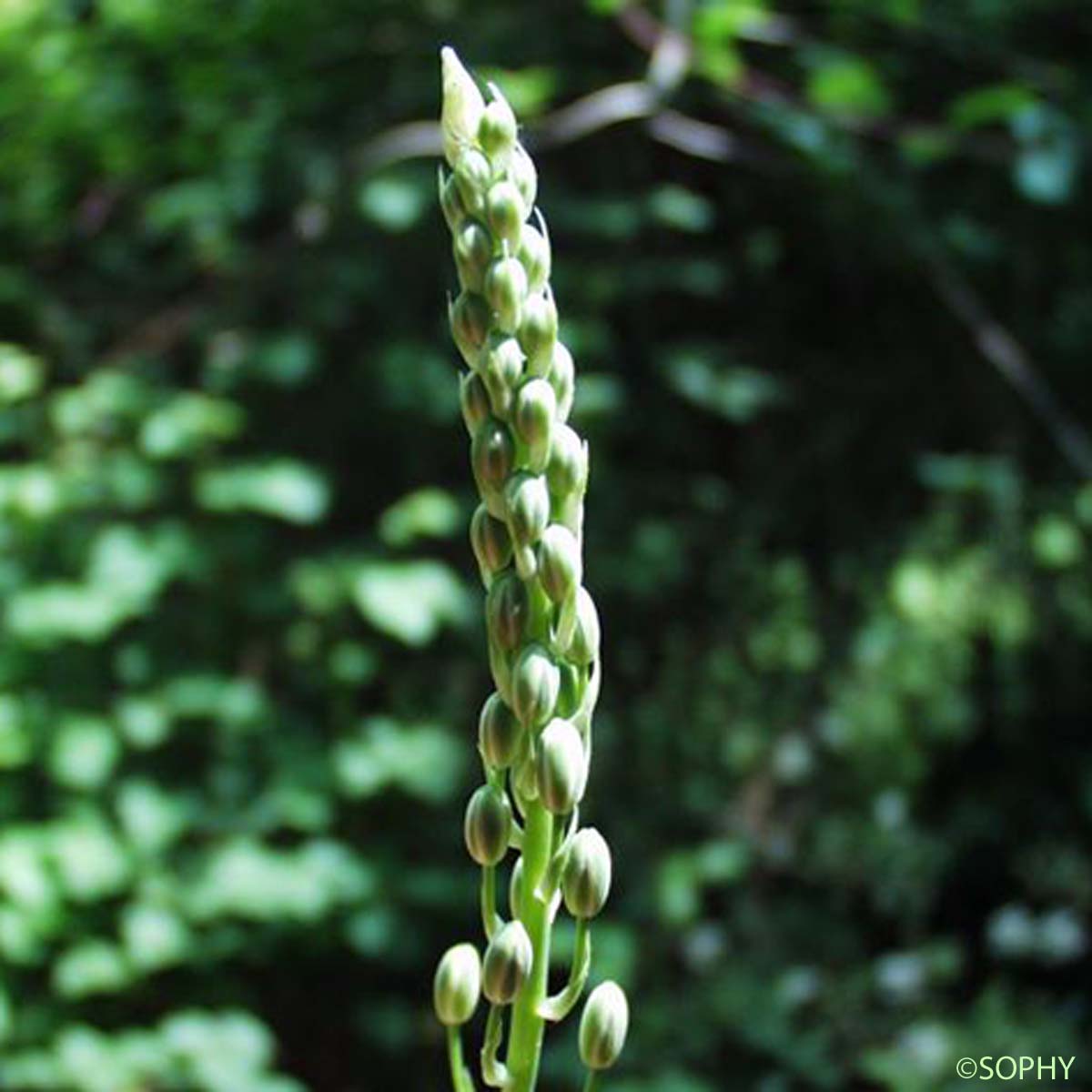 Aspergette - Loncomelos pyrenaicum subsp. pyrenaicum