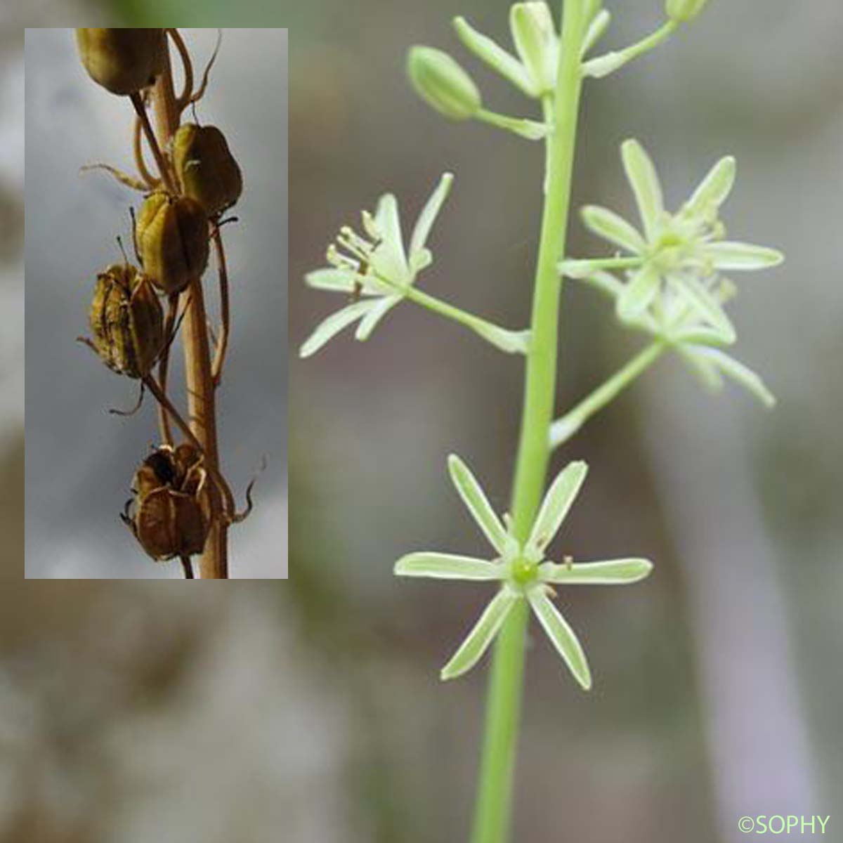 Aspergette - Loncomelos pyrenaicum subsp. pyrenaicum