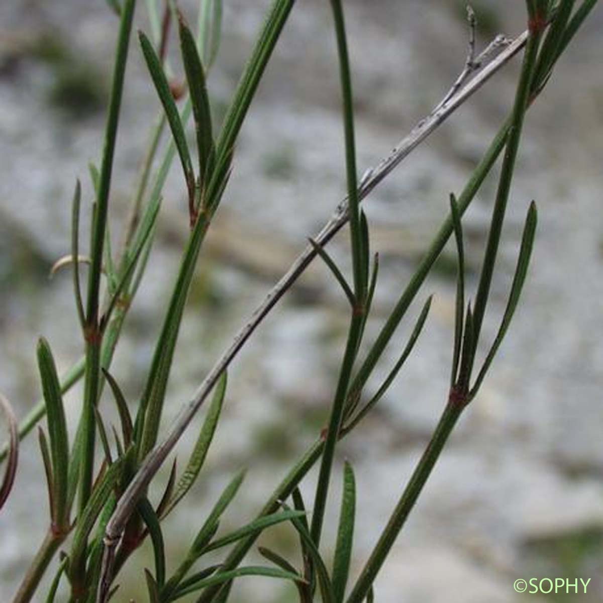 Aspérule à l'esquinancie - Asperula cynanchica