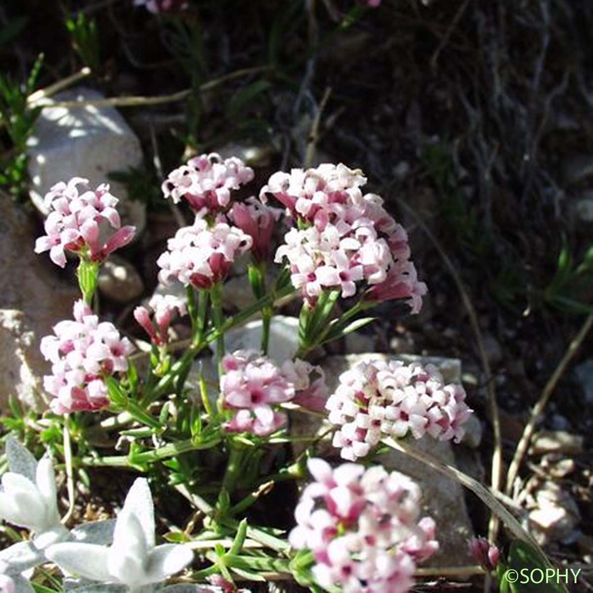 Aspérule à l'esquinancie - Asperula cynanchica