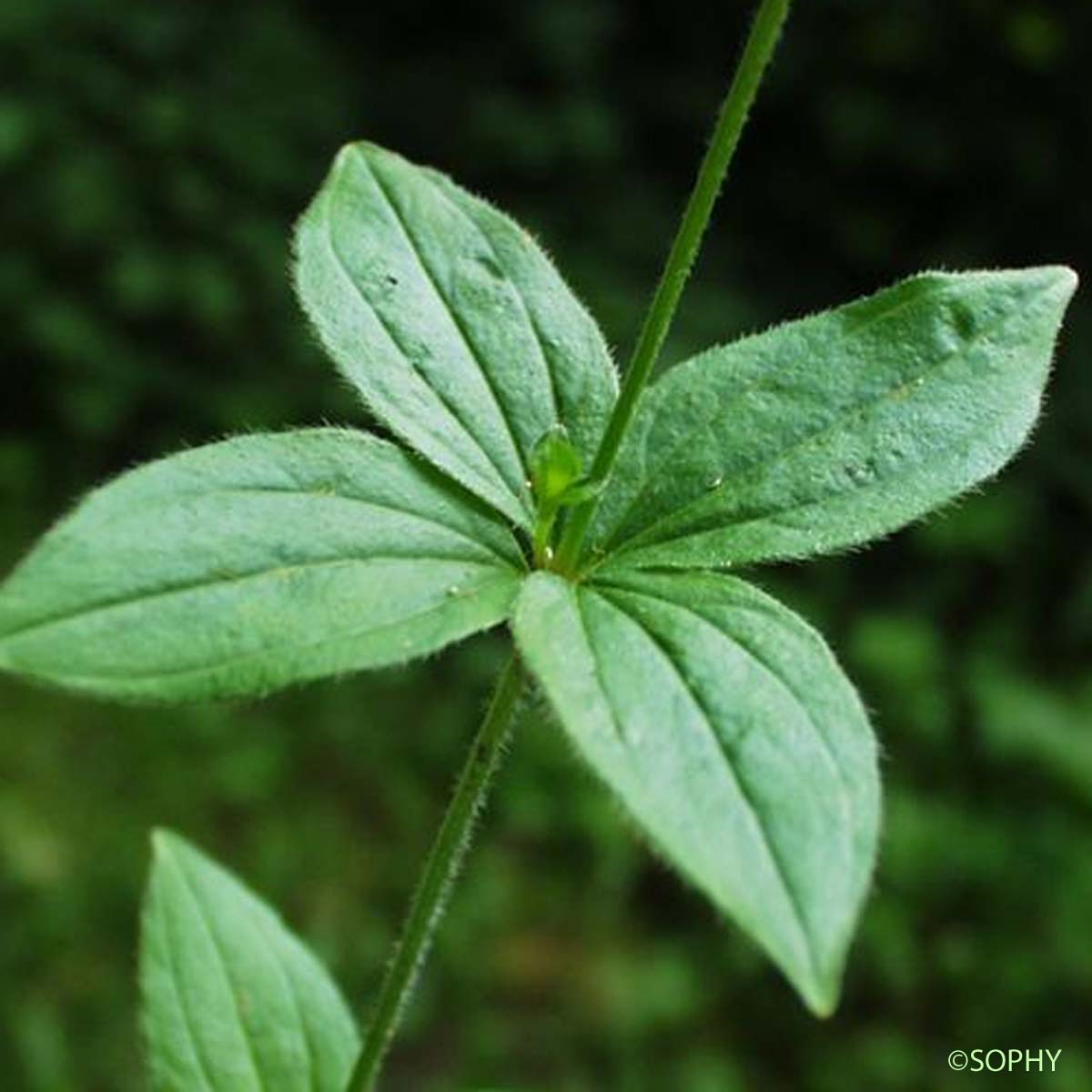 Aspérule de Turin - Asperula taurina subsp. taurina