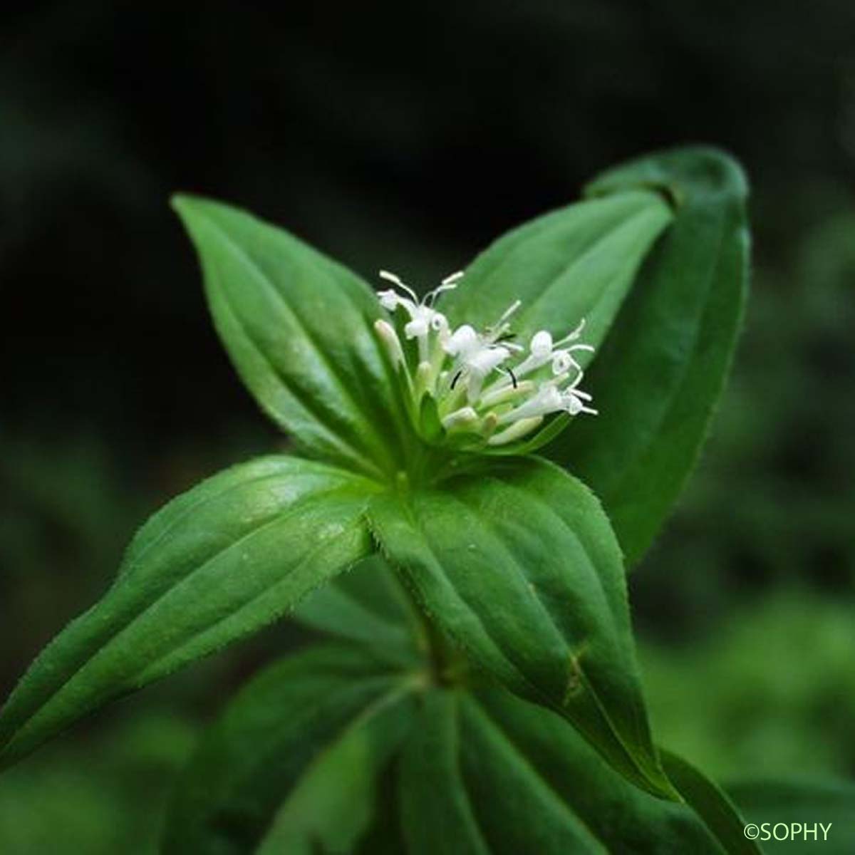 Aspérule de Turin - Asperula taurina subsp. taurina