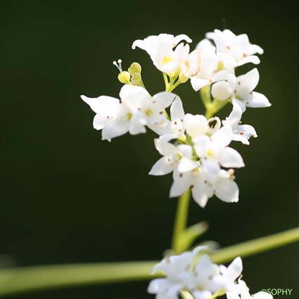 Aspérule glauque - Galium glaucum