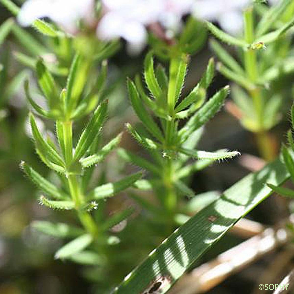 Aspérule hérissée - Asperula hirta