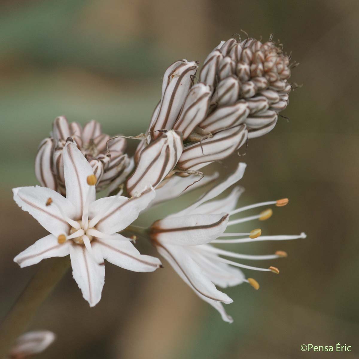 Asphodèle à petits fruits - Asphodelus ramosus subsp. ramosus