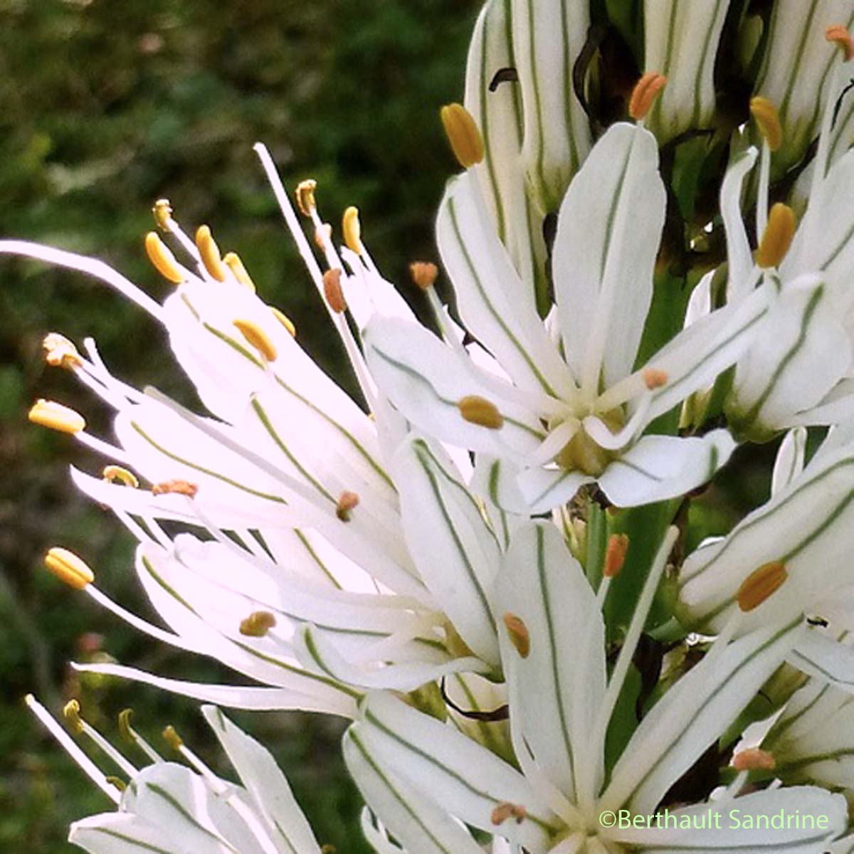 Asphodèle blanc - Asphodelus albus subsp. albus