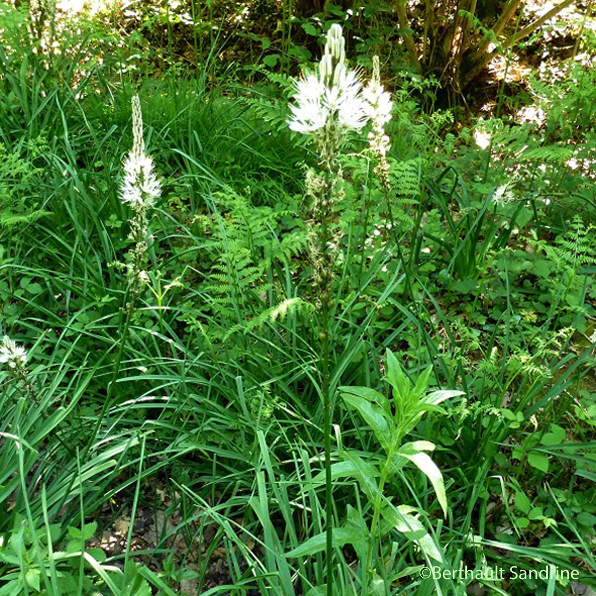 Asphodèle blanc - Asphodelus albus subsp. albus