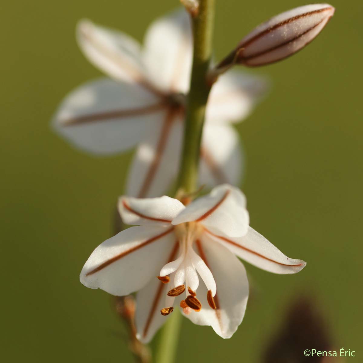 Asphodèle fistuleux - Asphodelus fistulosus