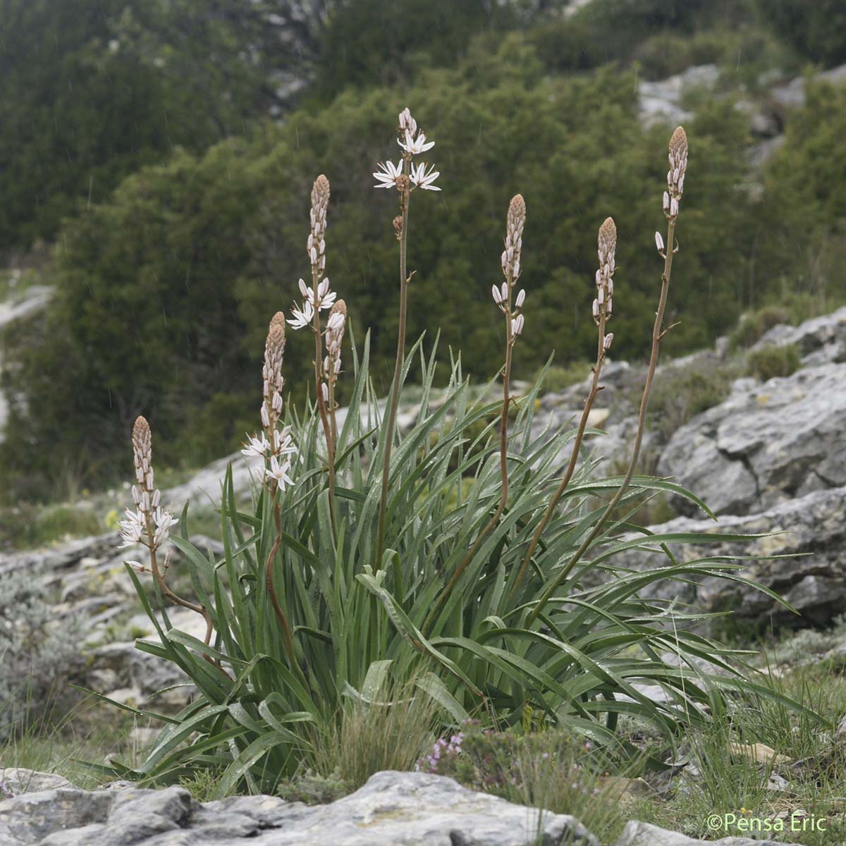 Asphodèle porte cerise - Asphodelus cerasiferus