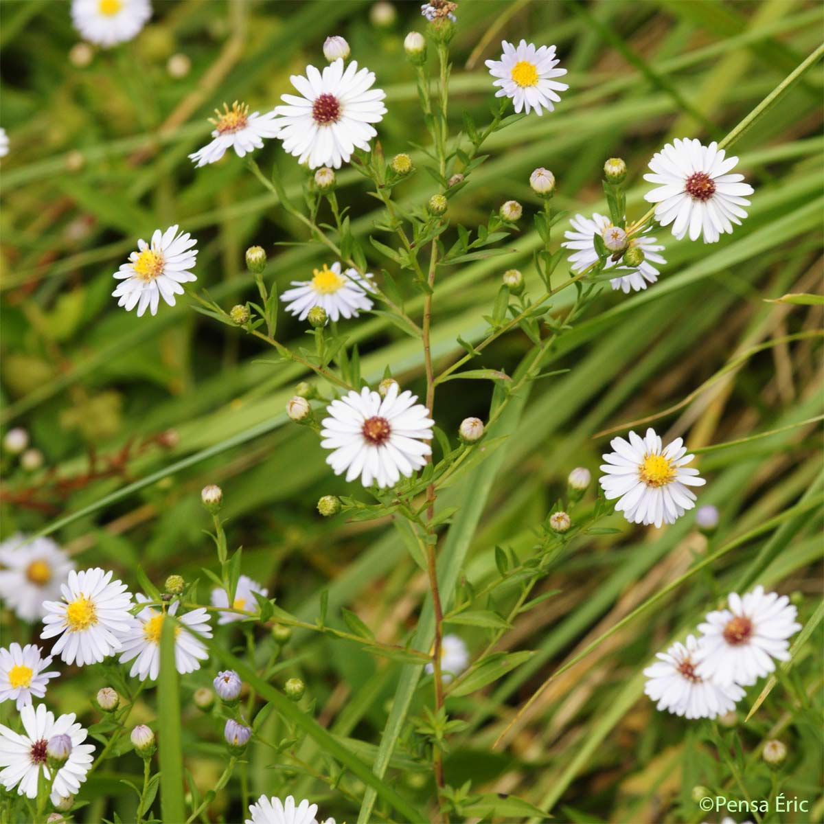 Aster à feuilles de Saule - Symphyotrichum x salignum