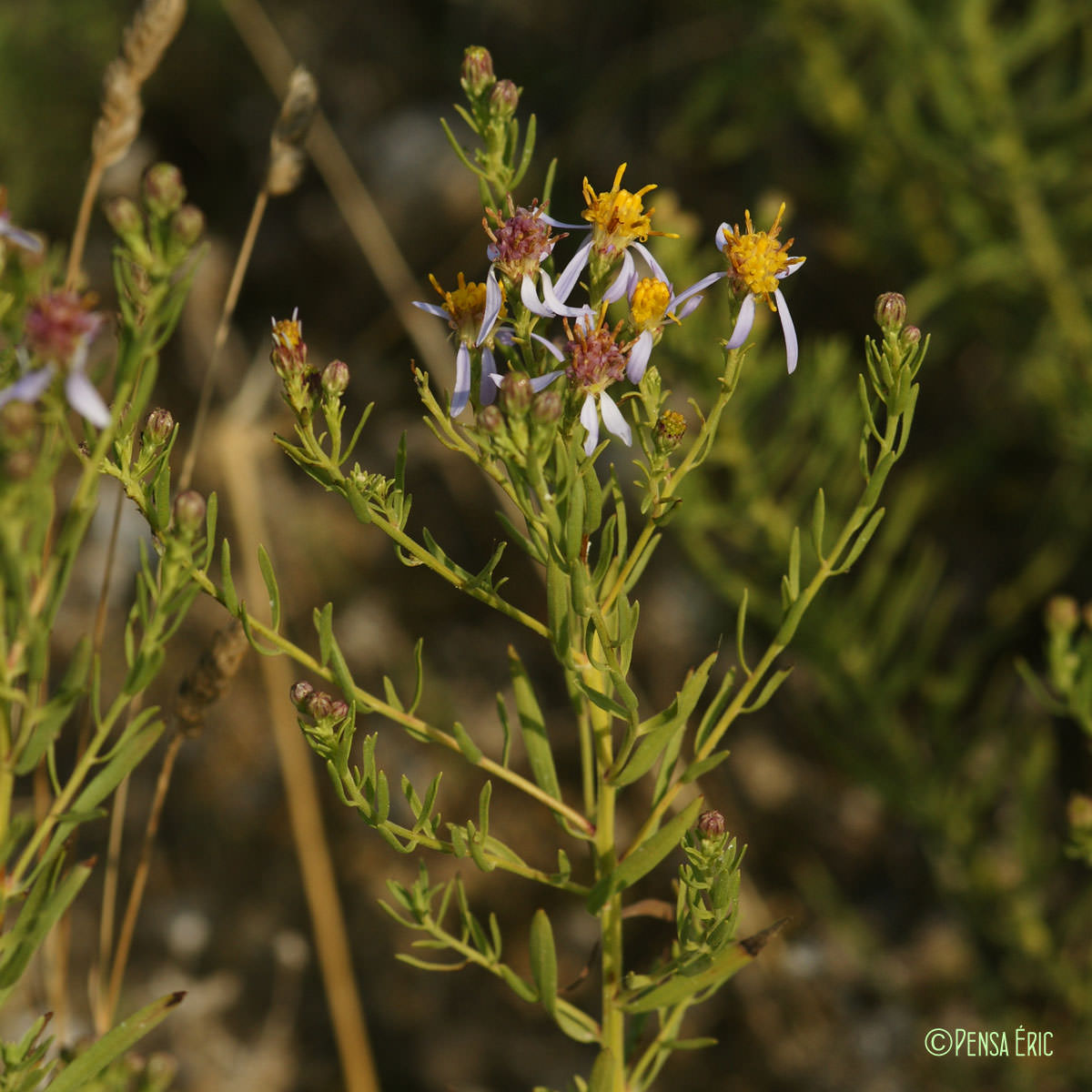 Aster acre - Galatella sedifolia subsp. sedifolia