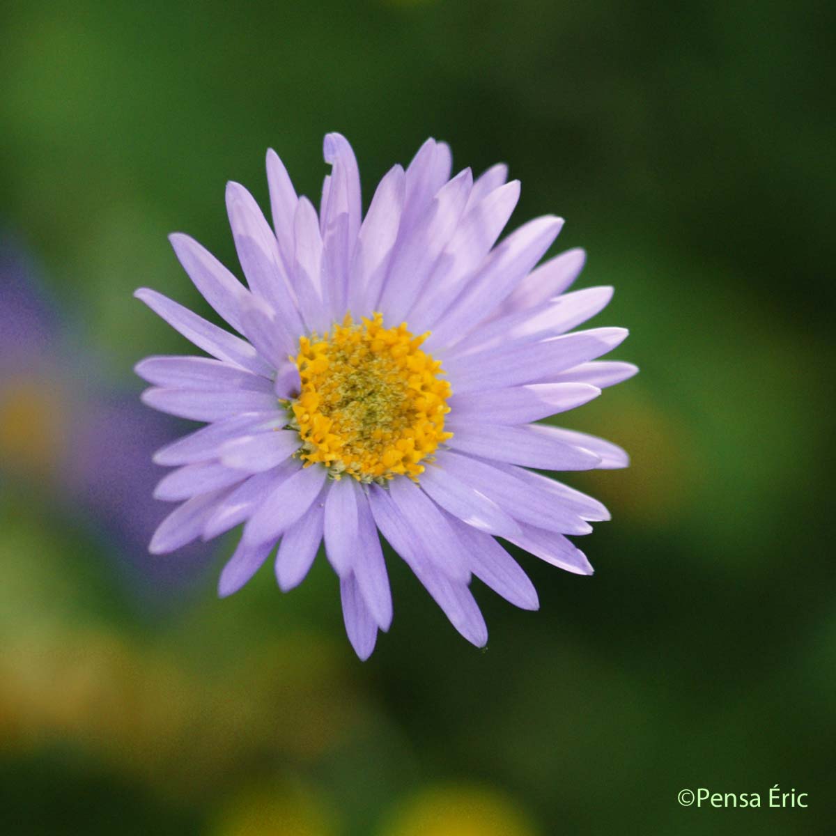 Aster des Alpes - Aster alpinus