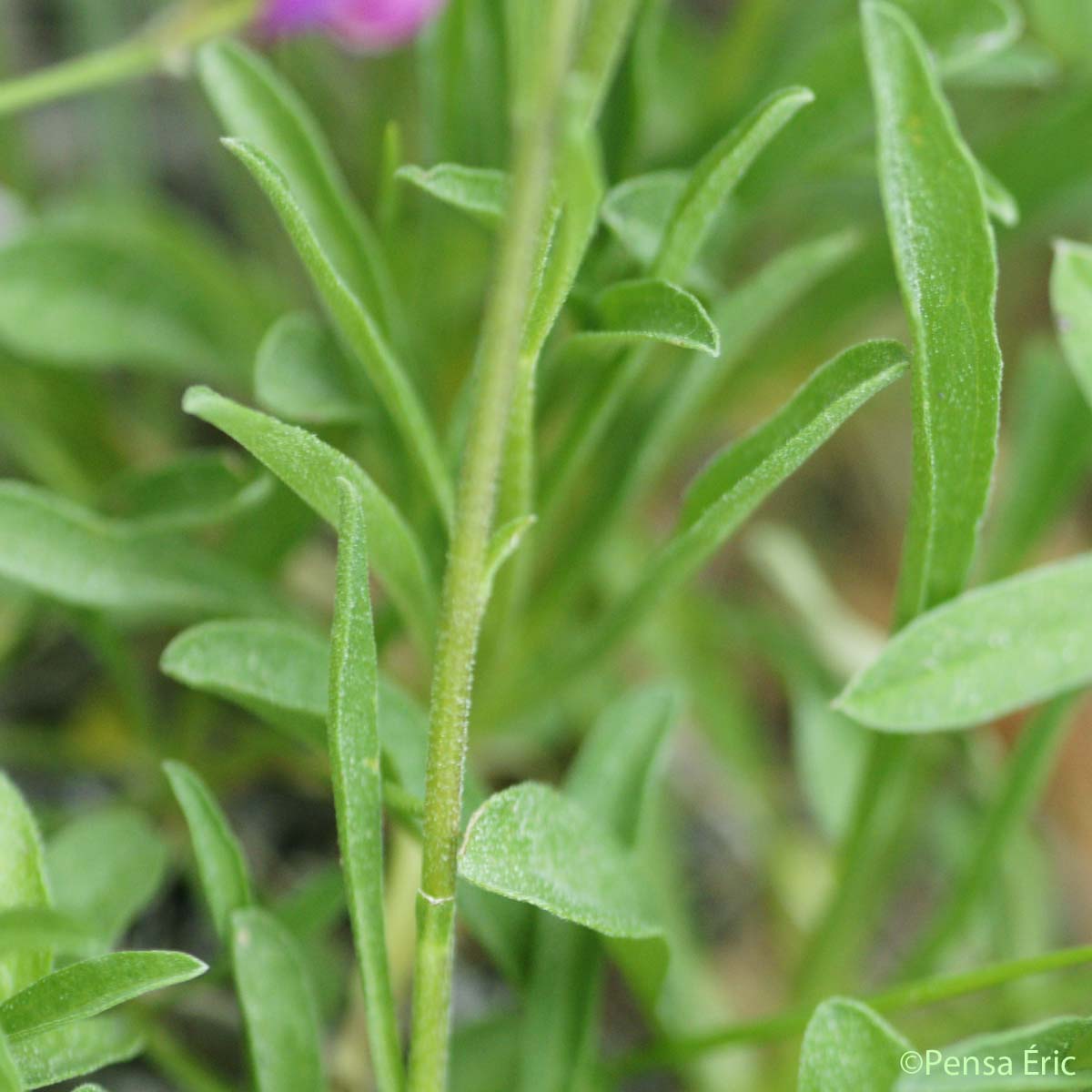 Aster des Alpes - Aster alpinus