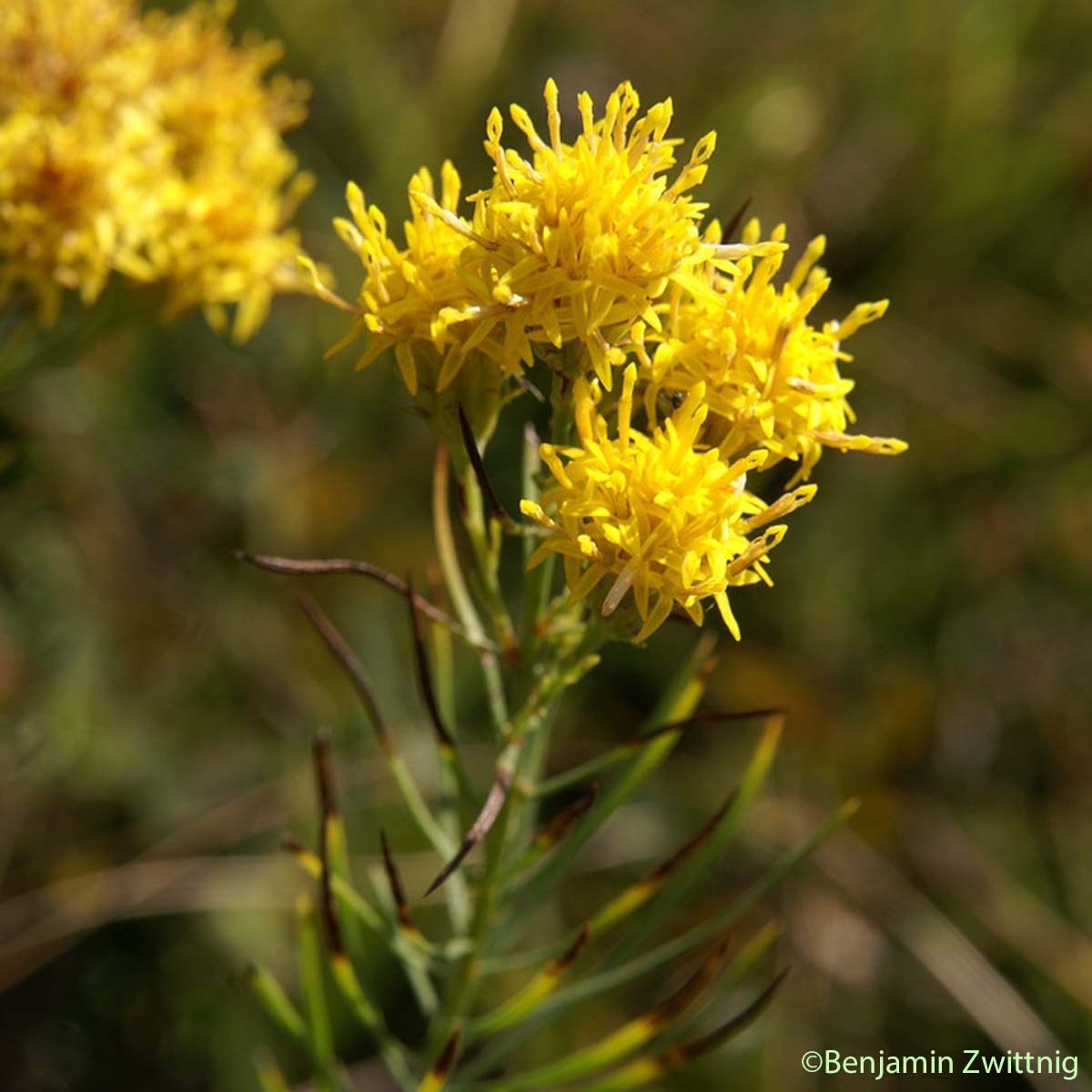 Aster linosyris - Galatella linosyris