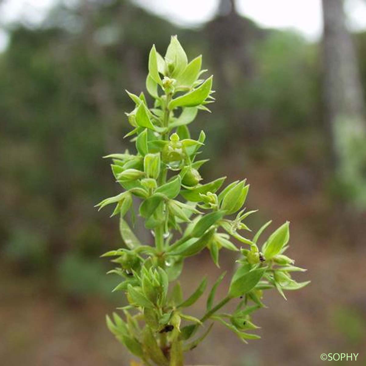 Astéroline en étoile - Lysimachia linum-stellatum