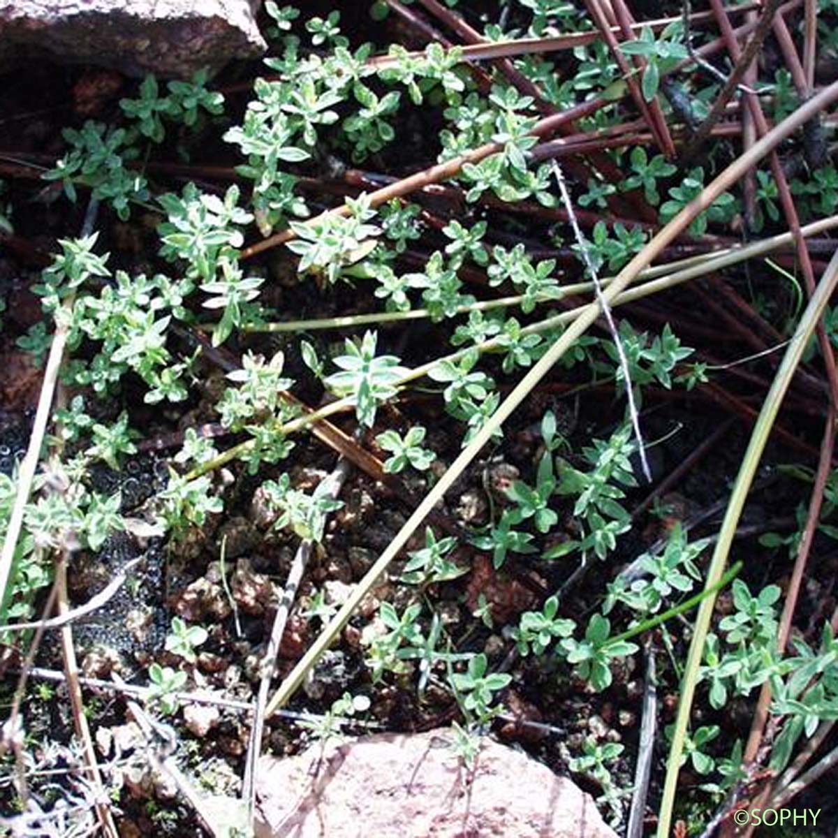 Astéroline en étoile - Lysimachia linum-stellatum