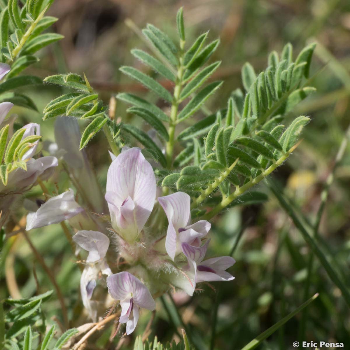 Astragale aristé - Astragalus sempervirens subsp. sempervirens