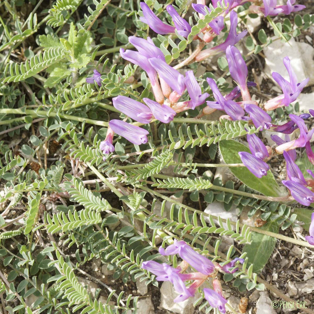 Astragale de Montpellier - Astragalus monspessulanus subsp. monspessulanus