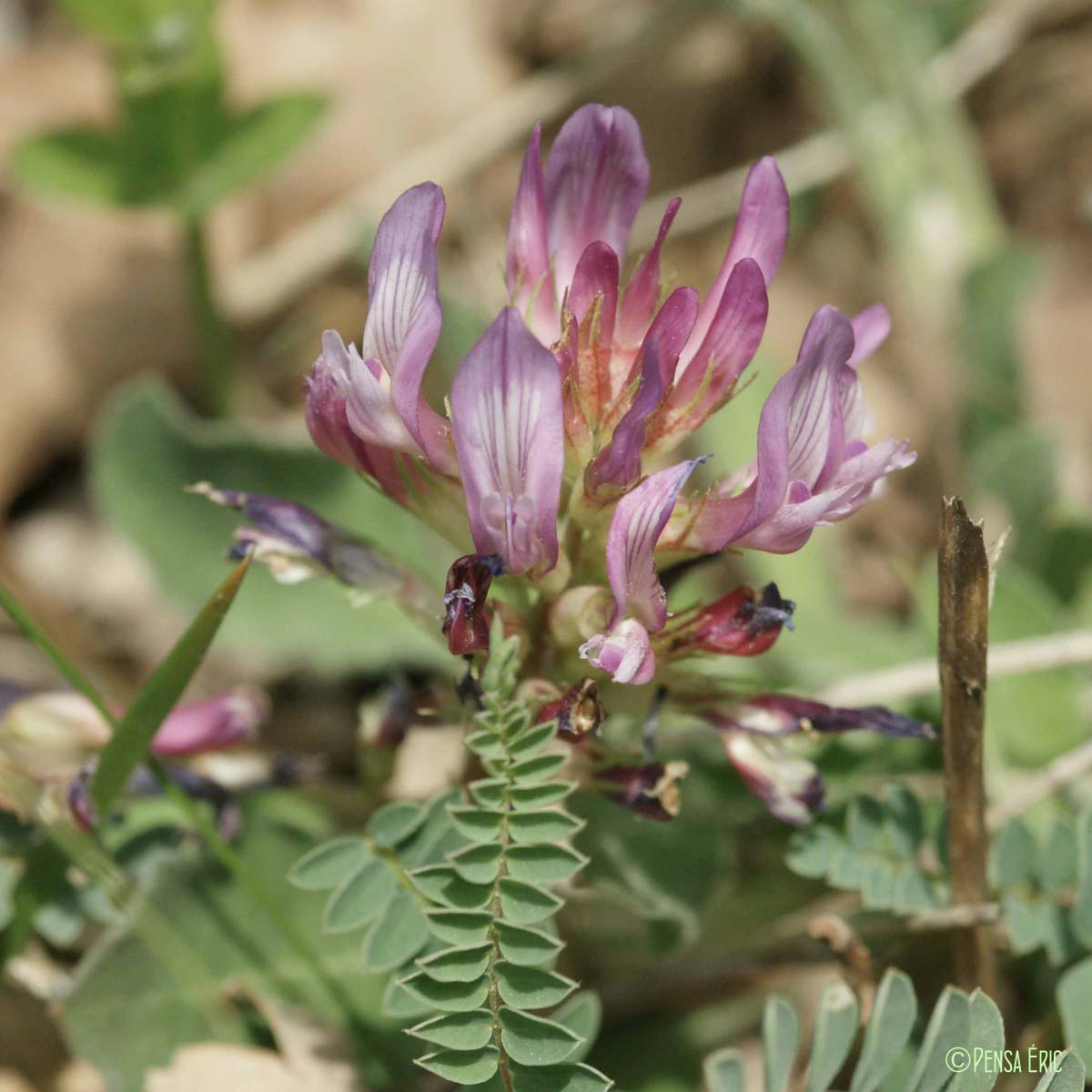 Astragale de Montpellier - Astragalus monspessulanus subsp. monspessulanus