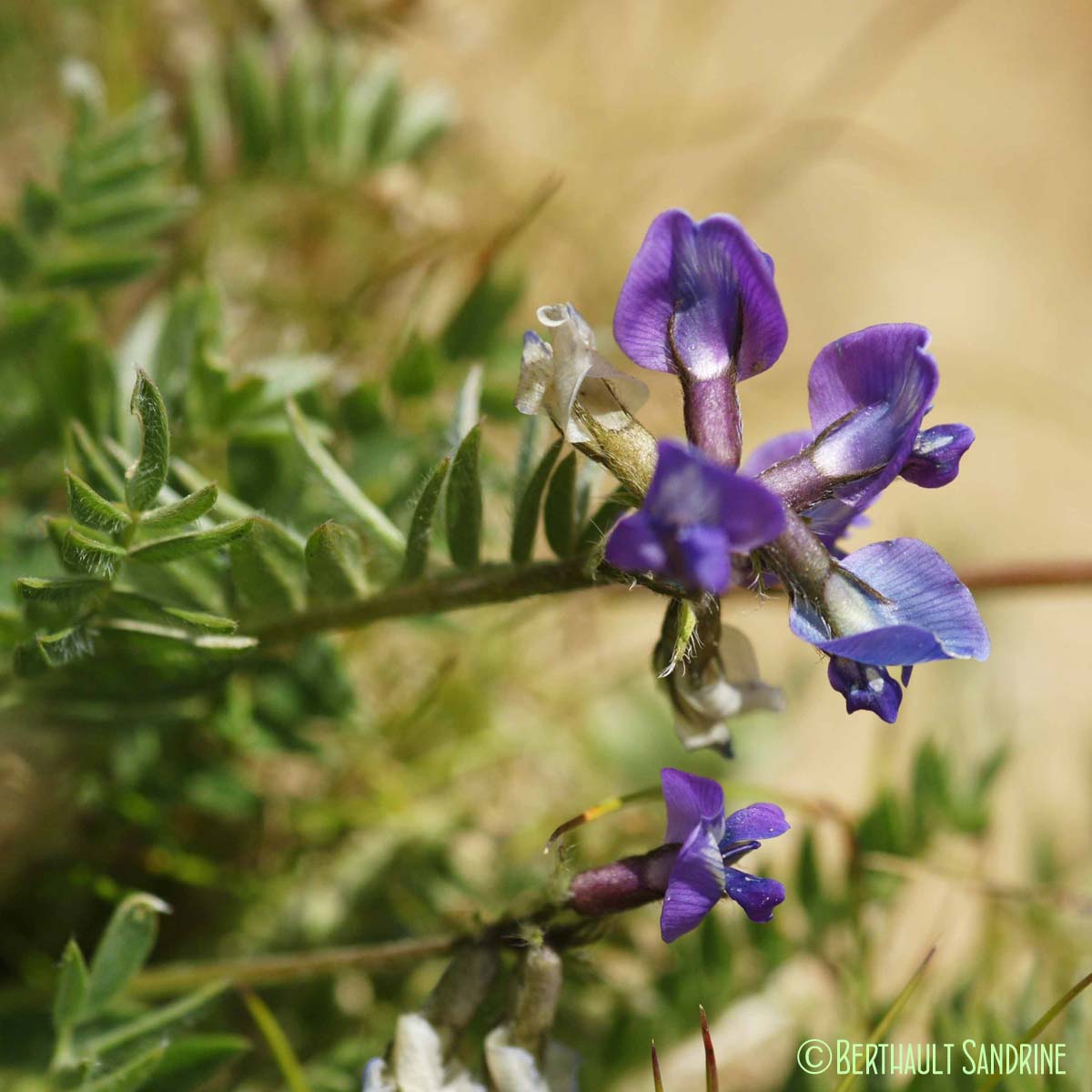 Astragale du Danemark - Astragalus danicus