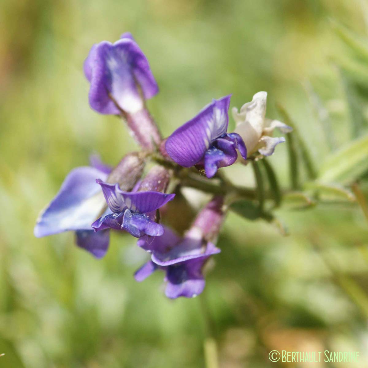 Astragale du Danemark - Astragalus danicus