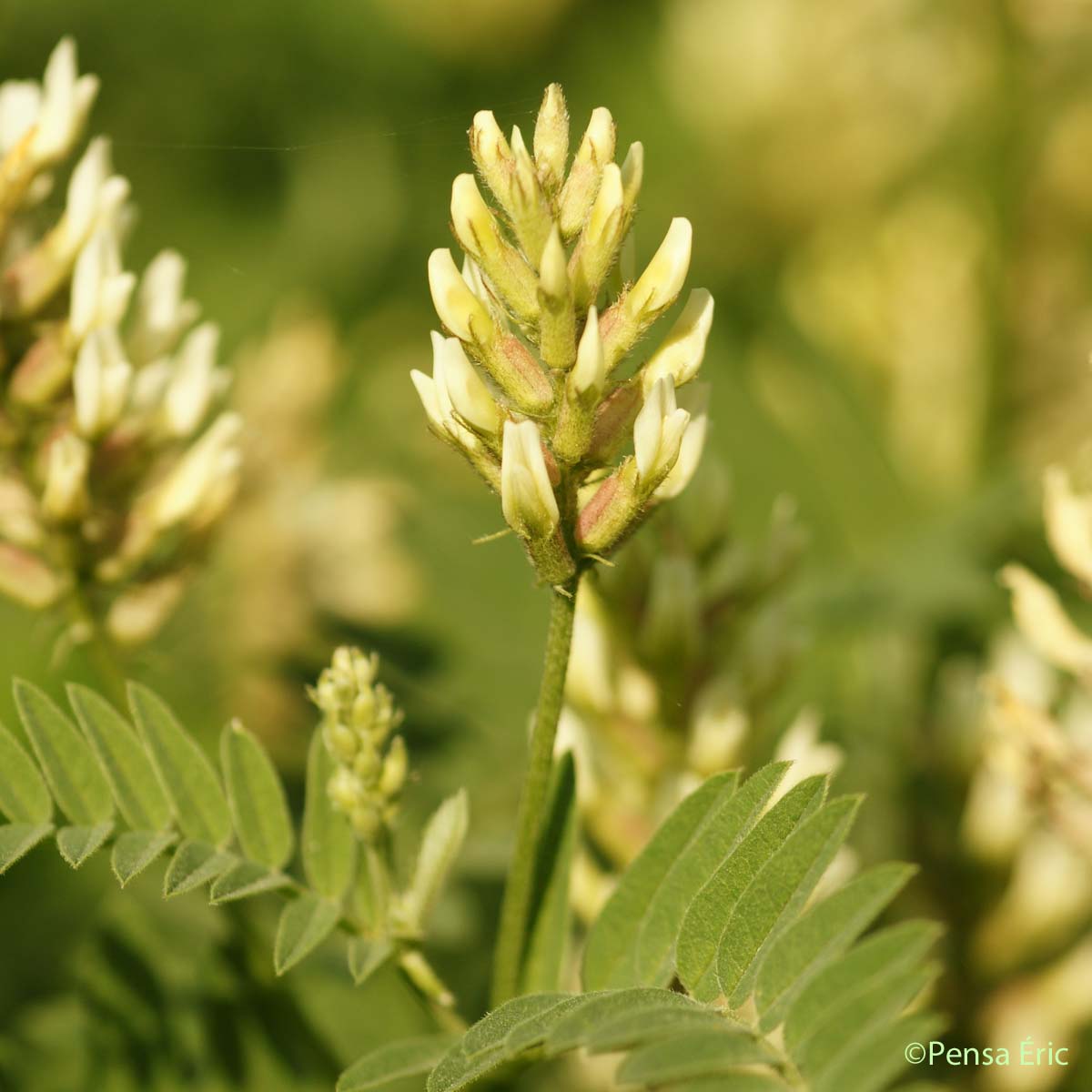 Astragale pois-chiche - Astragalus cicer