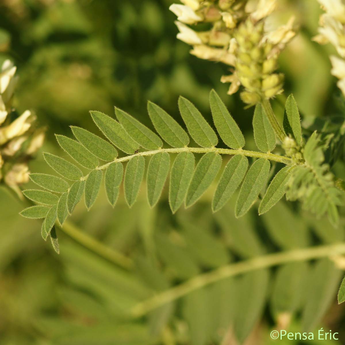 Astragale pois-chiche - Astragalus cicer