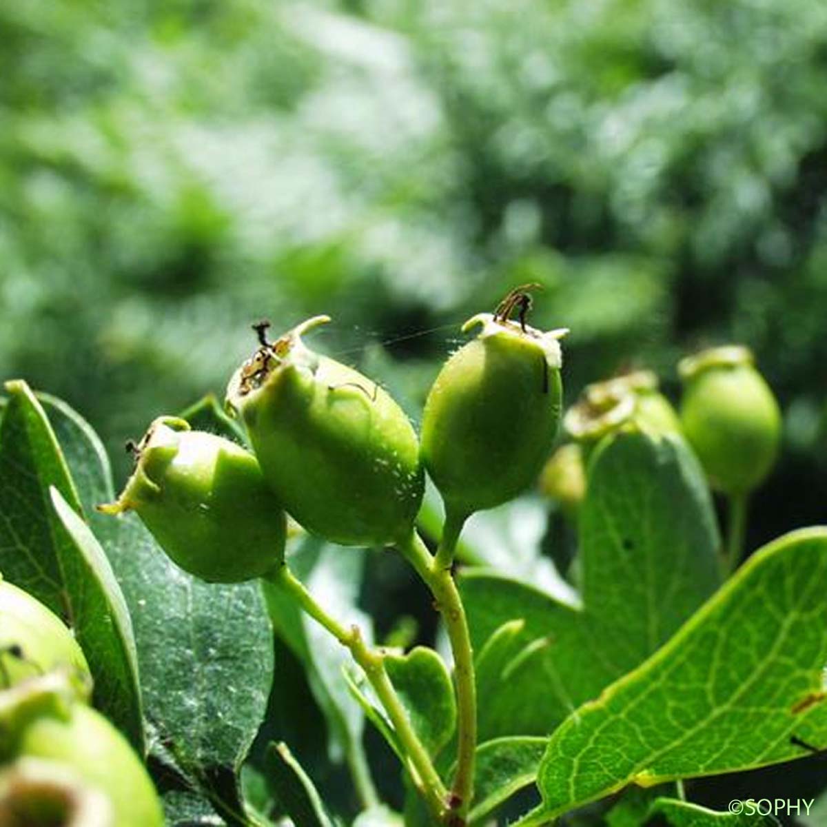 Aubépine à deux styles - Crataegus laevigata