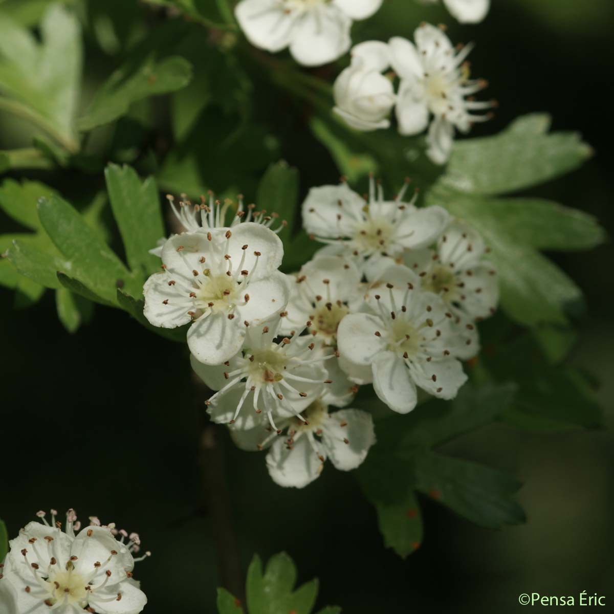 Aubépine à un style - Crataegus monogyna