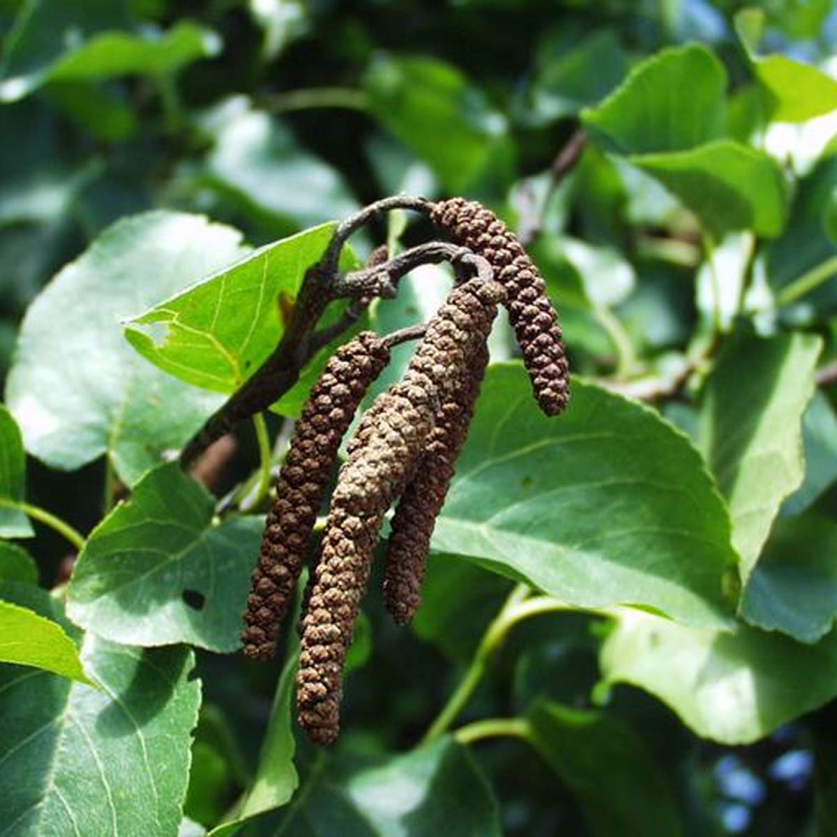 Aulne à feuilles en coeur - Alnus cordata