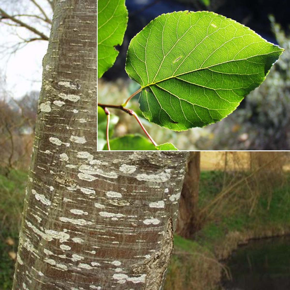 Aulne à feuilles en coeur - Alnus cordata