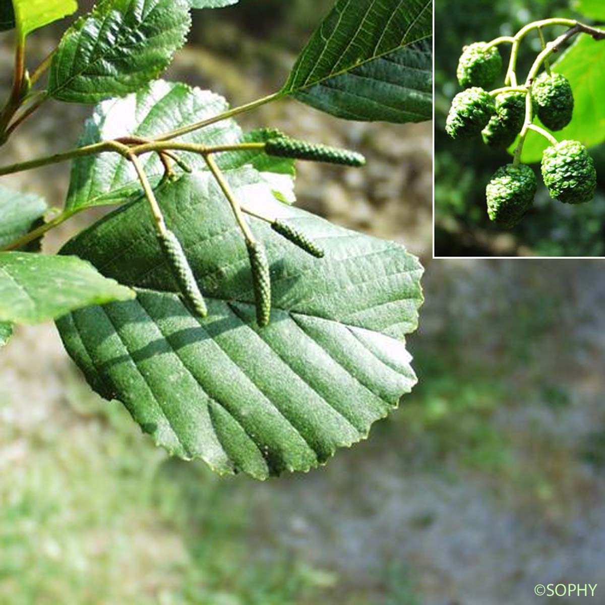 Aulne glutineux - Alnus glutinosa