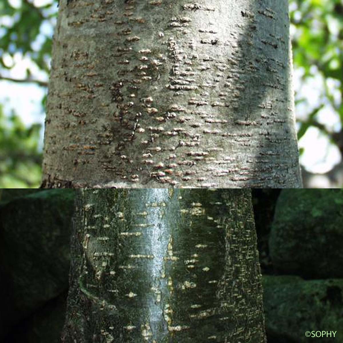 Aulne glutineux - Alnus glutinosa