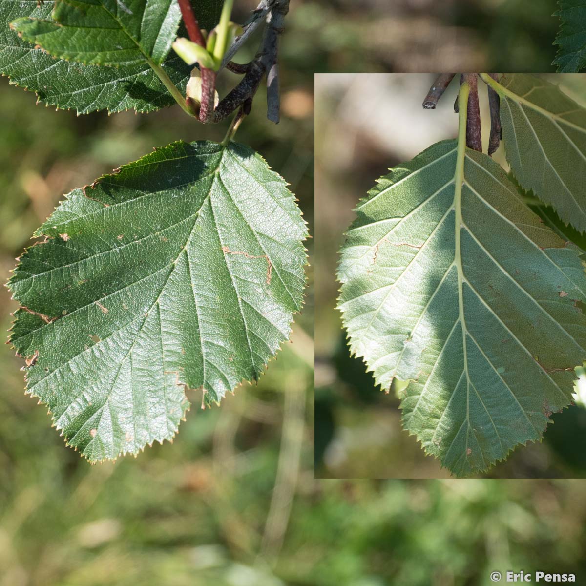 Aulne vert - Alnus alnobetula subsp. alnobetula