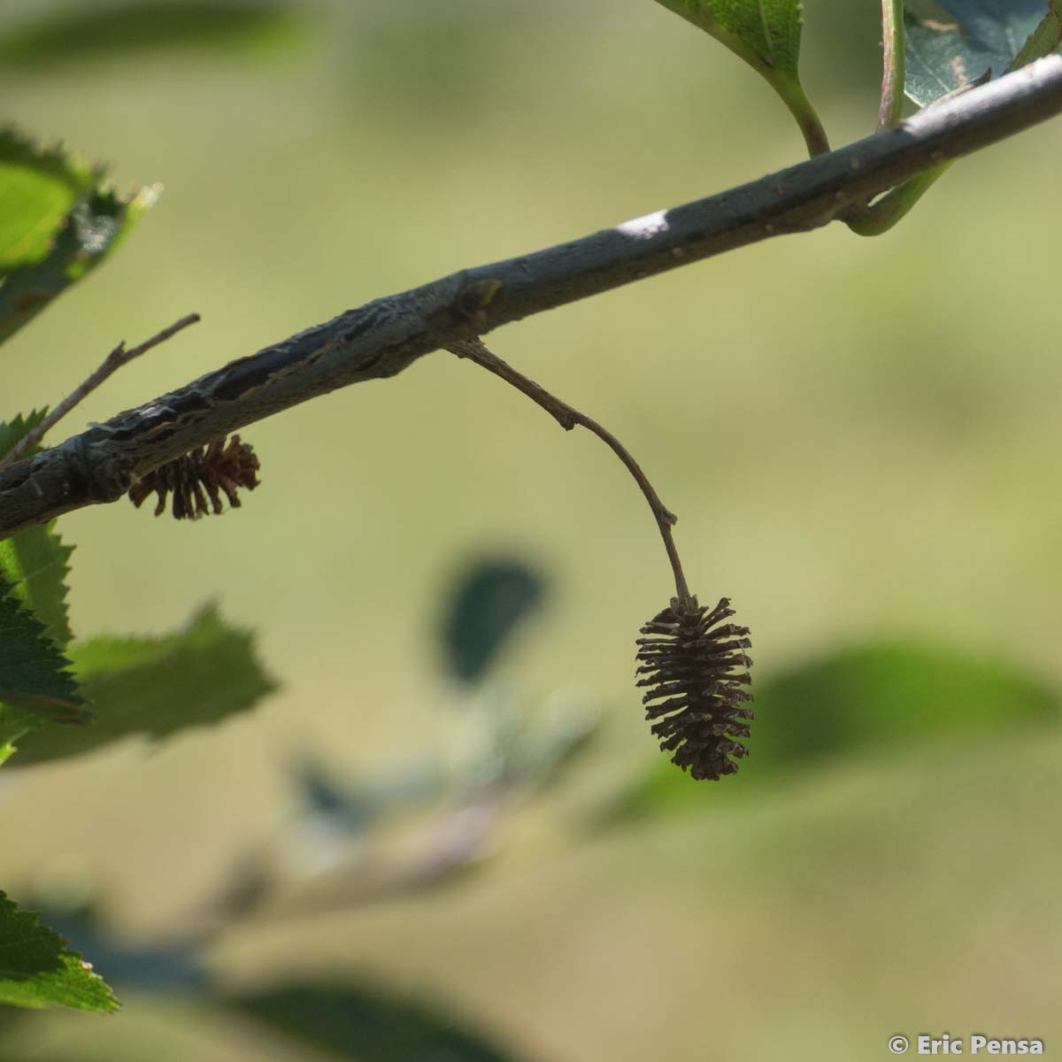 Aulne vert - Alnus alnobetula subsp. alnobetula