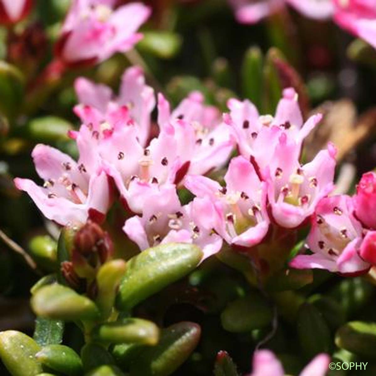 Azalée couchée - Kalmia procumbens