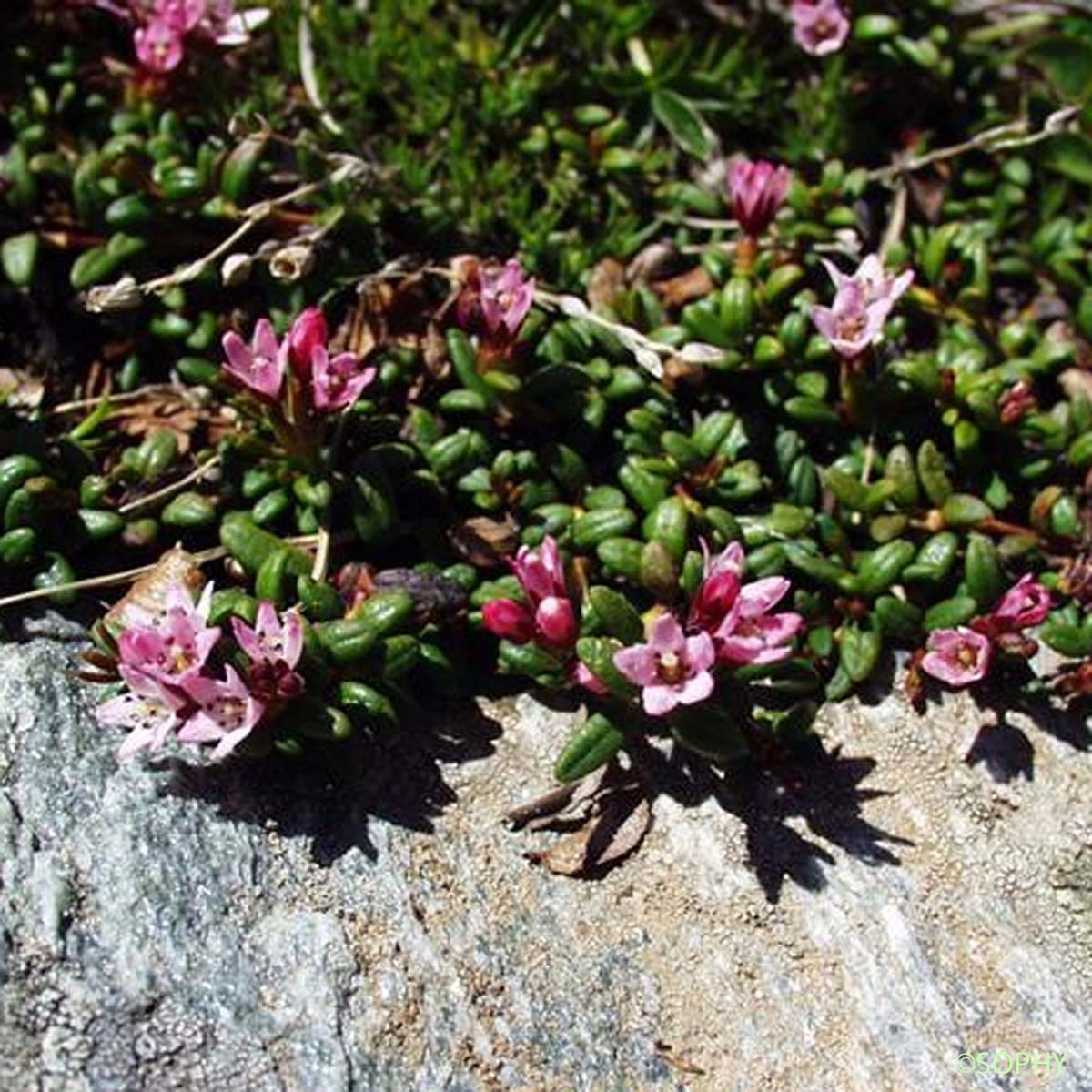 Azalée couchée - Kalmia procumbens