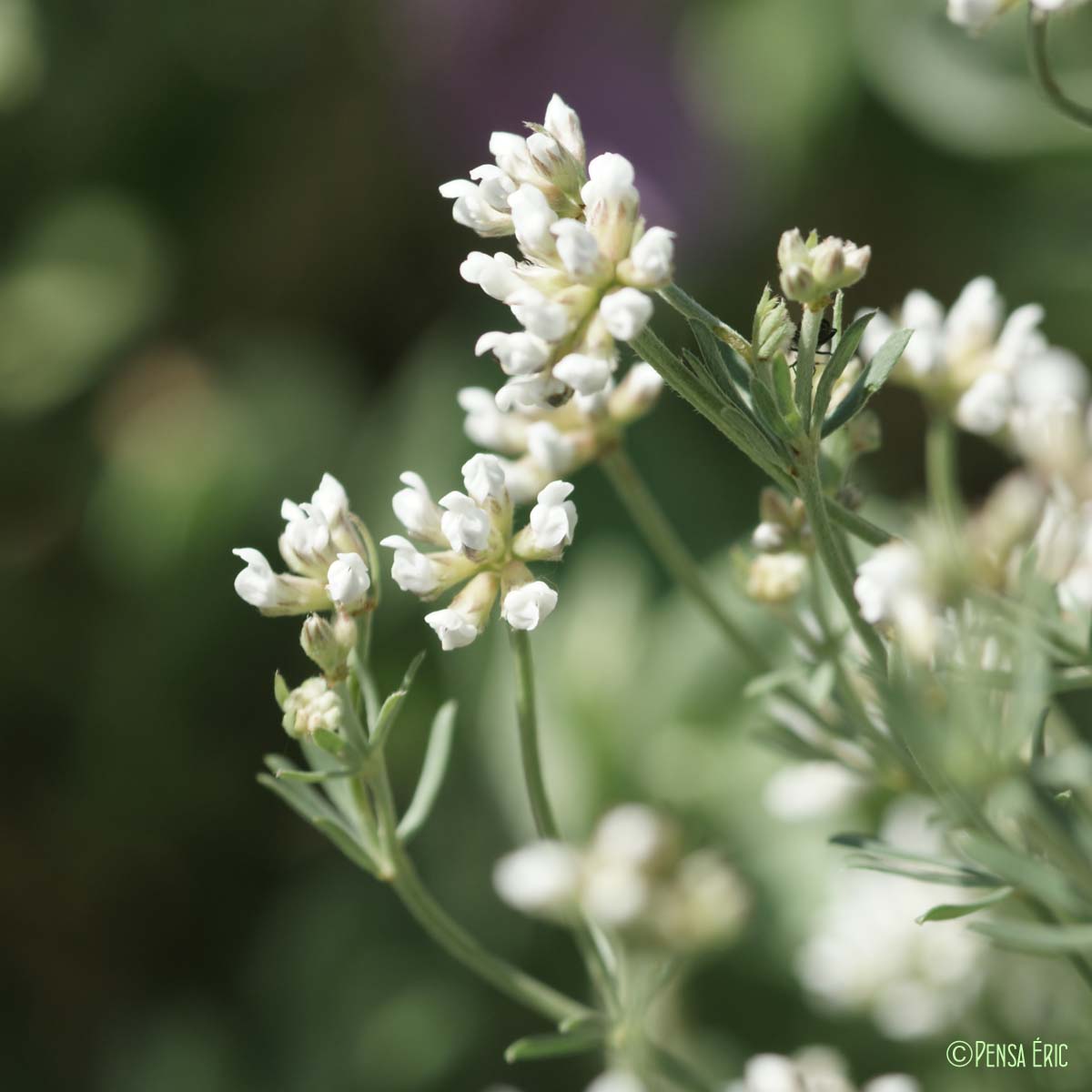 Badasse - Lotus dorycnium