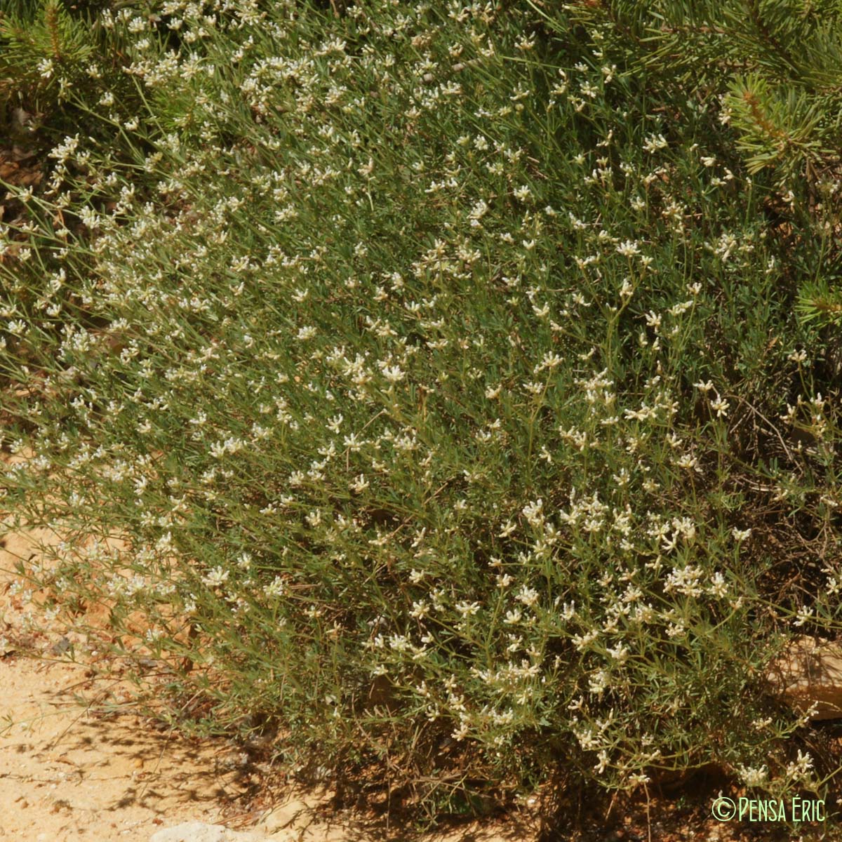 Badasse - Lotus dorycnium