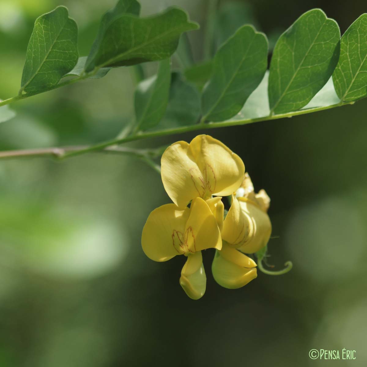 Baguenaudier - Colutea arborescens